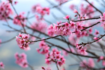 Sakura Flower or Cherry Blossom in spring time. Pink sakura. Soft selective focus flowers. Beautiful Nature Background