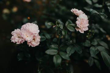 Rosen, Rosenbusch, Rosenbaum, Rose, romantisch, rosa, Roses, green, beauty, beautiful