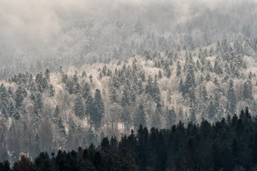 Beautiful winter mountain landscape. Forest in the rays of the setting sun. Bieszczady Mountains. Poland