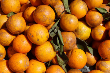 Tangerine selling in market
