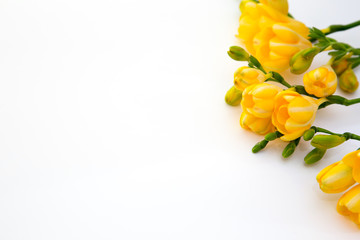 Spring background. Beautiful spring freesia flowers on a white background. Place for text, close-up. Romantic background for spring holidays.