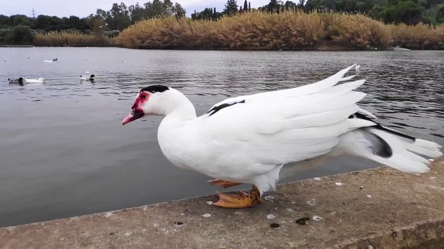 Domestic Muscovy duck walking in Tritsi park Athens Greece. Slow motion.