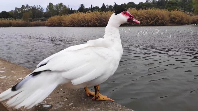 Domestic Muscovy duck is watching the seagulls in Tritsi park Athens Greece. Slow motion.