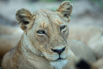 Obraz na płótnie Canvas A portrait of a mature healthy lioness