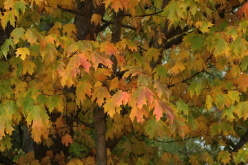 Autumn leaves on tree