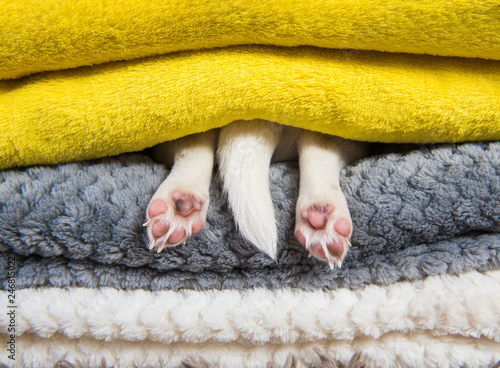 dog sleeping under bed