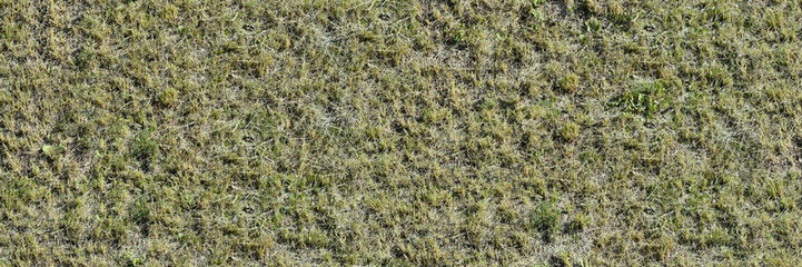 seamless texture lawn grass green