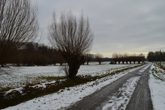 Alte Kopfweiden-Allee auf einem verschneiten Feld am Niederrhein