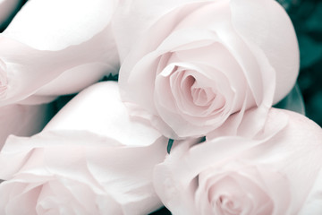 White Rose. A bouquet of delicate roses on a white background. Place for text, close-up. Romantic...