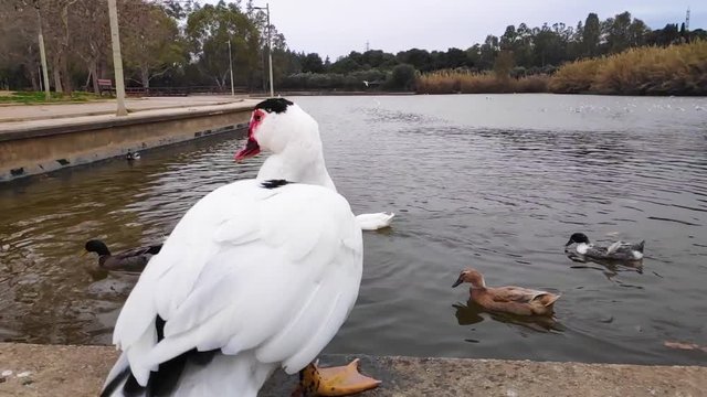 Domestic Muscovy duck walking in Tritsi park Athens Greece. Slow motion.