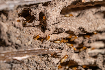  close up of termites