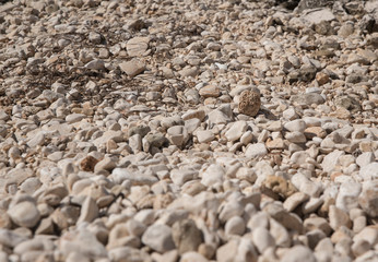 białe kamienie na plaży w letni słoneczny dzień © siwyk
