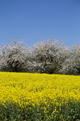 Rapsfeld, Kirschbaum