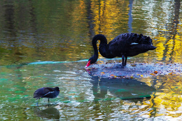 black swan in the pond