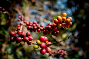 clost up fresh arabica coffee seed in high mountain coffee plantation thailand