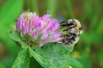 Bumblebee on pink clover