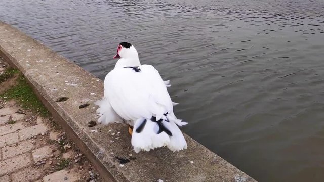 Domestic Muscovy duck walking in Tritsi park Athens Greece. Slow motion.