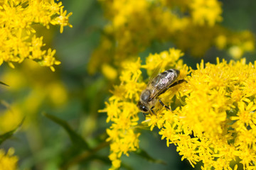 A big bee on yellow flower
