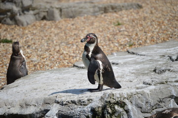 Fototapeta premium penguin standing