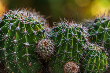 Closeup of beautiful, round and green cacti. Cactus thorns background.