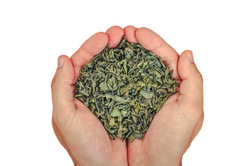 Dry green tea leaves on male hands isolated on white studio background.