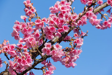 Pink sakura flower against blue sky.