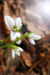 Obraz premium Snowdrop spring flowers. Snowdrops with morning light. Snowdrop flower background texture. Floral pattern. Flowers wallpaper. White snowdrop. Galanthus nivalis in the garden. Copy space for your text.