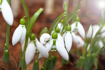 Fototapeta premium Snowdrop spring flowers. Snowdrops with morning light. Snowdrop flower background texture. Floral pattern. Flowers wallpaper. White snowdrop. Galanthus nivalis in the garden. Copy space for your text.