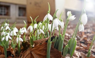 Obraz premium Snowdrop spring flowers. Snowdrops with morning light. Snowdrop flower background texture. Floral pattern. Flowers wallpaper. White snowdrop. Galanthus nivalis in the garden. Copy space for your text.