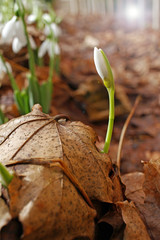 Snowdrop spring flowers. Snowdrops with morning light. Snowdrop flower background texture. Floral pattern. Flowers wallpaper. White snowdrop. Galanthus nivalis in the garden. Copy space for your text.