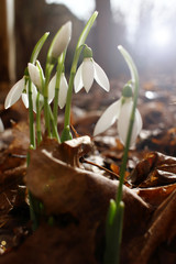Snowdrop spring flowers. Snowdrops with morning light. Snowdrop flower background texture. Floral pattern. Flowers wallpaper. White snowdrop. Galanthus nivalis in the garden. Copy space for your text.