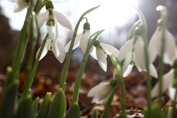 Snowdrop spring flowers. Snowdrops with morning light. Snowdrop flower background texture. Floral pattern. Flowers wallpaper. White snowdrop. Galanthus nivalis in the garden. Copy space for your text.