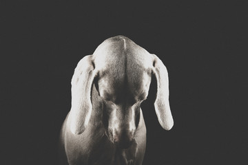 Weimaraner - Black & White