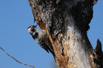 Dzieciol maly © M. G. Koperkiewicz