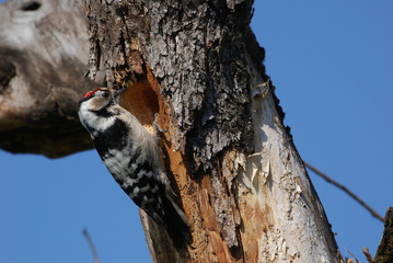 Dzieciol maly © M. G. Koperkiewicz