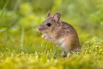 Standing Wood mouse in green surroundings