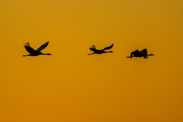Cranes against orange sky