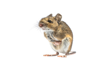 Shivering mouse isolated on white background