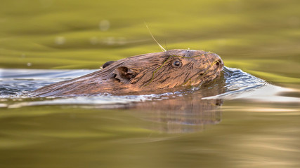 European beaver  head swimming reflection