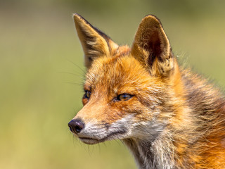 Red Fox portrait sideview