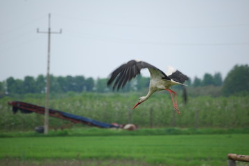 Bocian bialy © M. G. Koperkiewicz