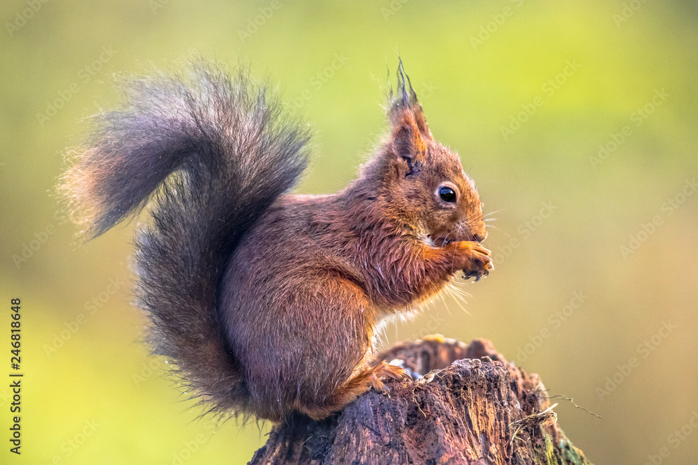 Canvas Prints Red squirrel eating rom forelegs