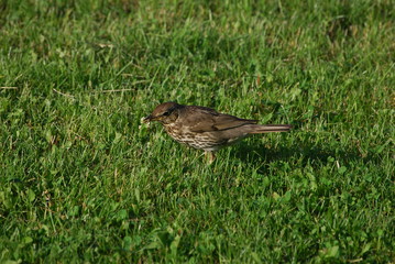 Obraz premium Drozd spiewak