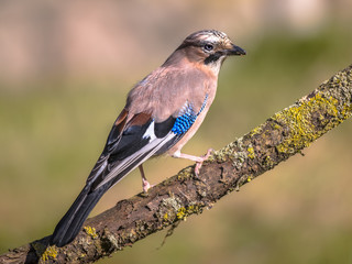 Eurasian jay on branch