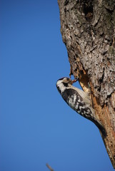 Dzieciol maly © M. G. Koperkiewicz