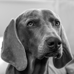 Weimaraner - Black & White