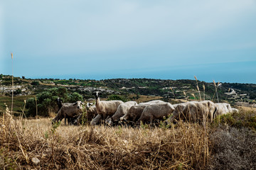Obraz premium Cyprus - Paphos District. Countryside with sheep herd grazing.