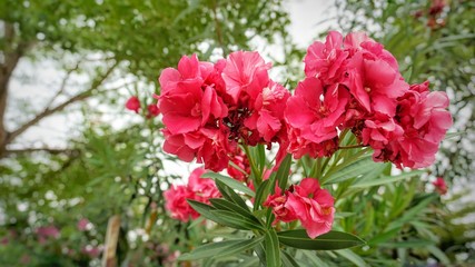Hot pink flowers in the garden
