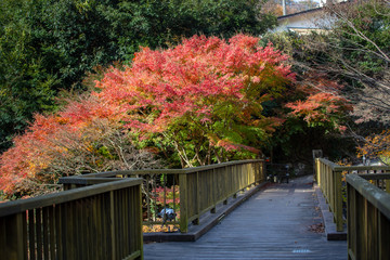女橋（出会い橋）と紅葉