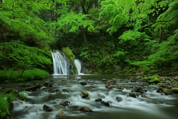 Mountain stream among the verdant forest in early summer